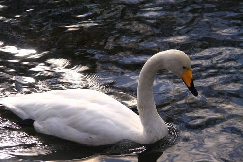 帰って来た白鳥