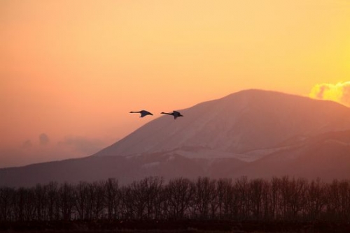 春の使者　白鳥の飛来