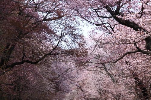 静内の桜