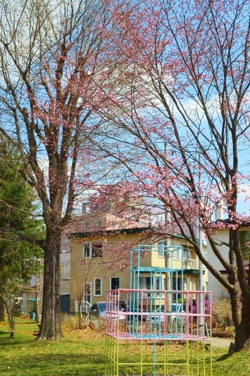 気がついたら桜が咲き始めてますね!!!春春春