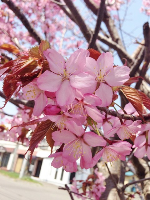 桜が咲いたよ♪