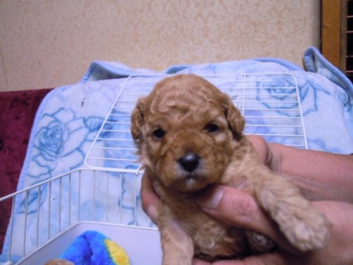 市営住宅に入るからと犬キャンセル