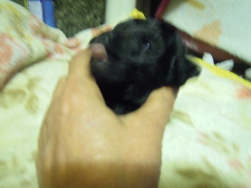 犬もペアで飼育していると