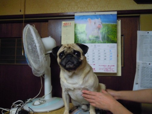 色々と犬の暑さ対策の品在りますね