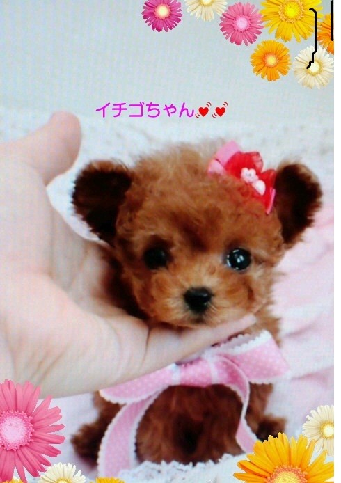明日斜里からお客様が来ます。