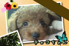 今日は池田は雨思ったより降りませんでした