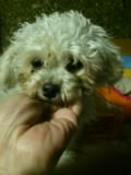 今五右衛門君に飼い主候補が