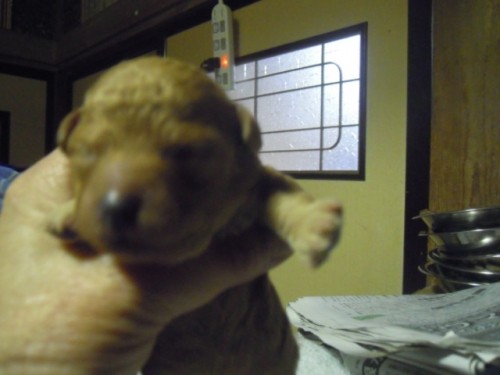 今日の子犬達
