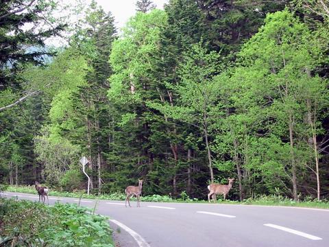然別湖周辺で見かけたエゾシカ
