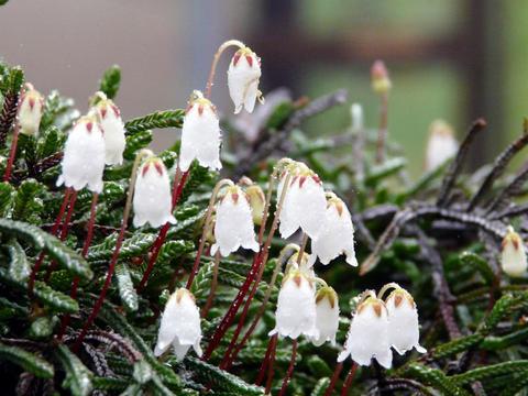 我家で咲いている高山植物・山野草