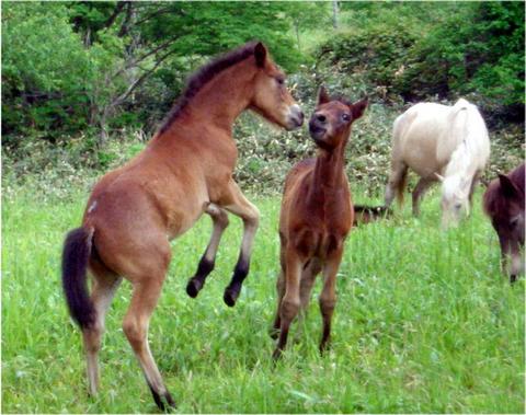 子馬の戯れ