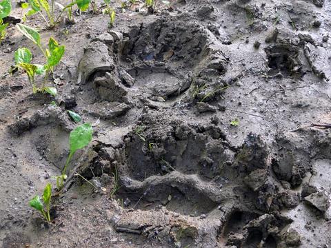 羆が歩いた軌跡