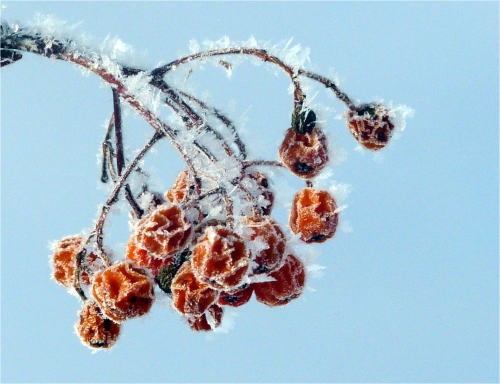 樹氷