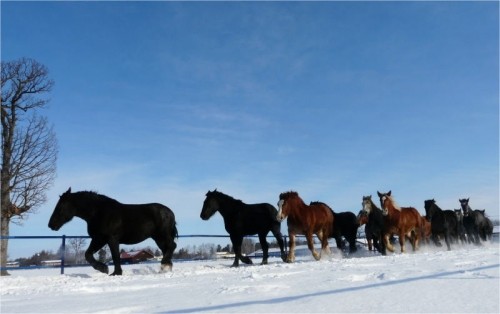 馬の雪中運動