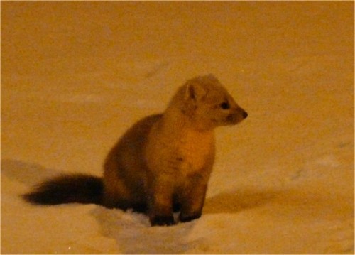 夜の訪問者・エゾクロテン