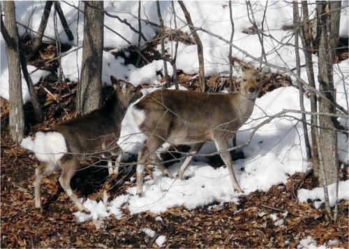 トムラウシのエゾシカ