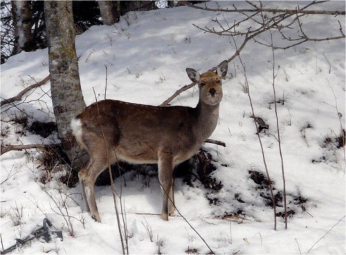 エゾシカ　・他