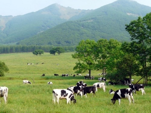 清水町で見た牛、羊、ヤギの牧場