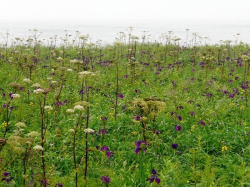 長節湖畔、野草群生地は天然記念物