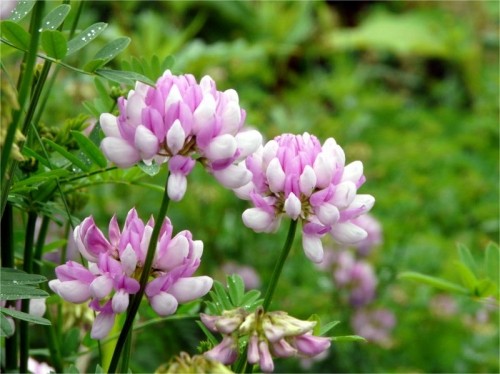 長節湖畔の花、最後です
