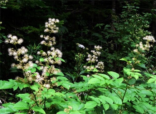 山でトラブル、戻ってはきたけど
