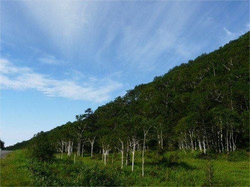然別の山野草