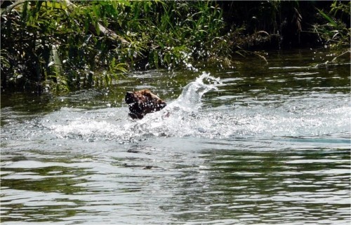 真夏日は、やっぱり川遊び