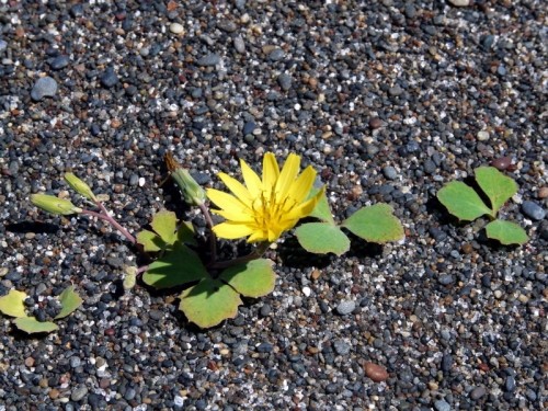 海辺に咲く花