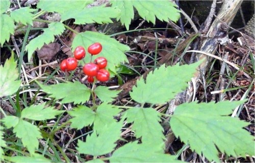 赤い実を付ける山野草 自然が大好き どらこのフォトログ By どらこ