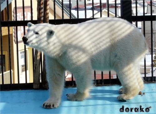 帯広動物園のピリカとも、数日でお別れですね