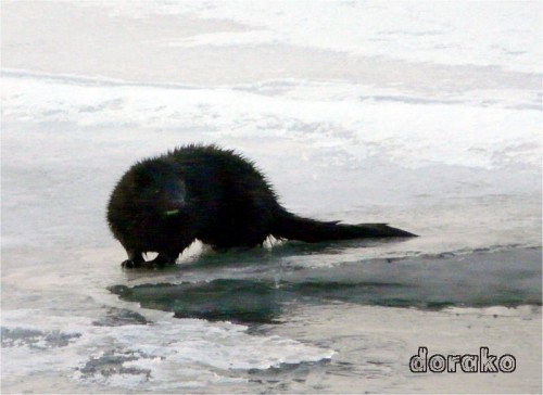 こんな所に野生化したミンク？！　＆白鳥