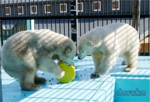 ようこそ帯広動物園へ! イコロとキロル