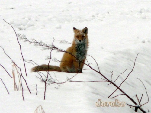 同じ所で見かけるのは３度目
