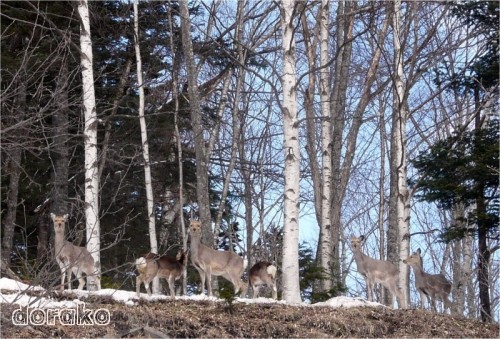 並んだ並んだエゾシカが並んだ！！