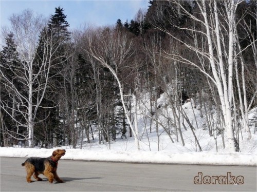 どら犬エルは名キャッチャー