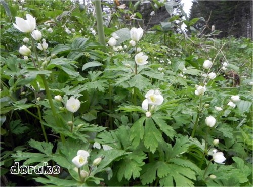 撮って来たのは山野草、採ってきたのは山菜です