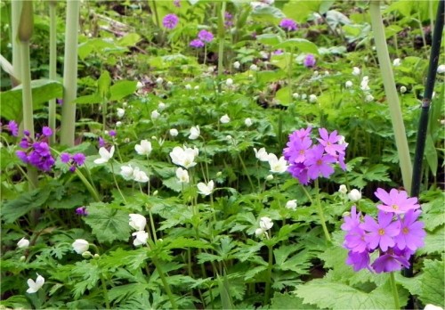 浦幌の山の山野草