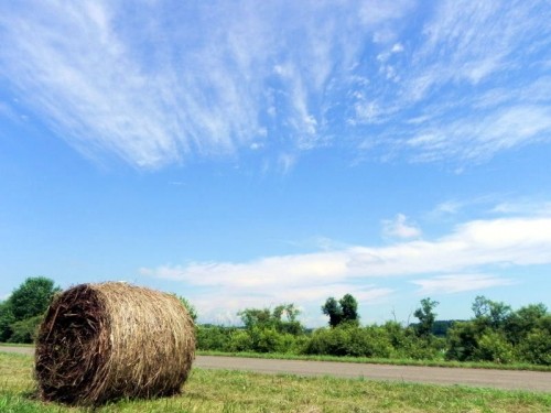 堤防に牧草ロール、野草と夕焼け