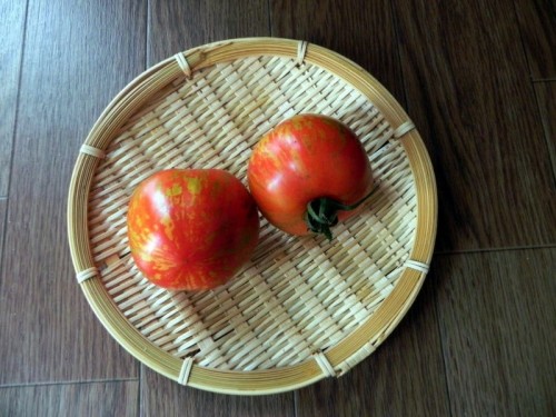 お気に入りの野菜直売所で買ってきた可愛いトマト