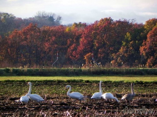 畑で見かけた白鳥、紅葉は柏林かな？
