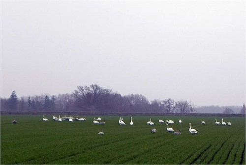 気になる光景、小麦畑の白鳥