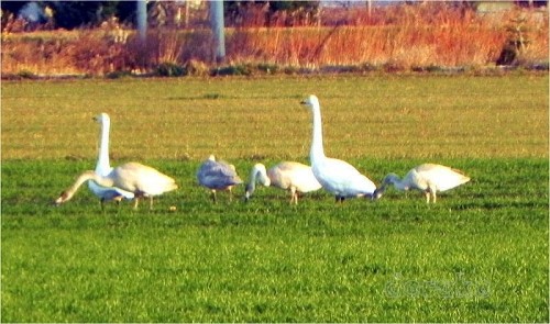 黄色い白鳥なんているんでしょうか(・_・?)