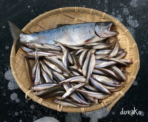糠平五の沢で釣ってきたのはサクラマス&ワカサギ