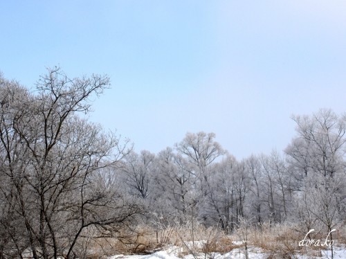 まだ見られました霧氷風景