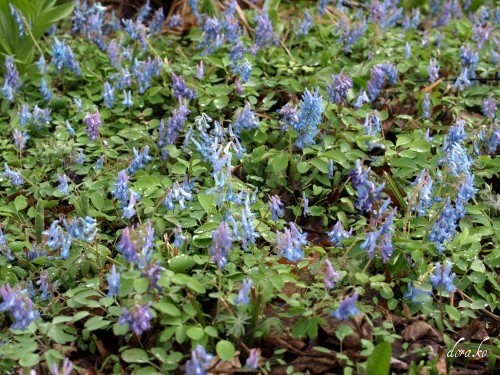 エゾエンゴサク、珍しい白花も咲いていました