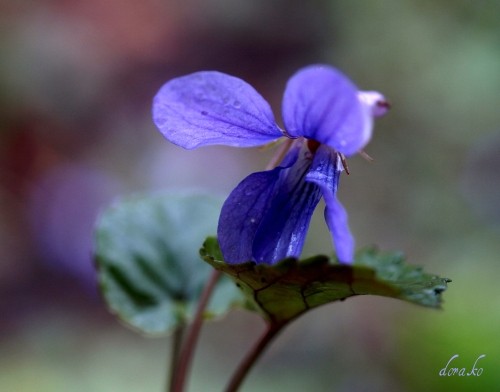日の出写真は撮れないけど山野草は次々と開花