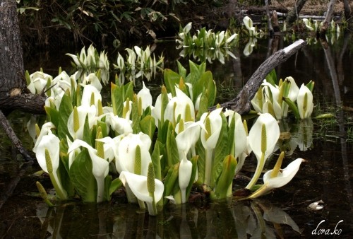 三股とホロカの水芭蕉群生地