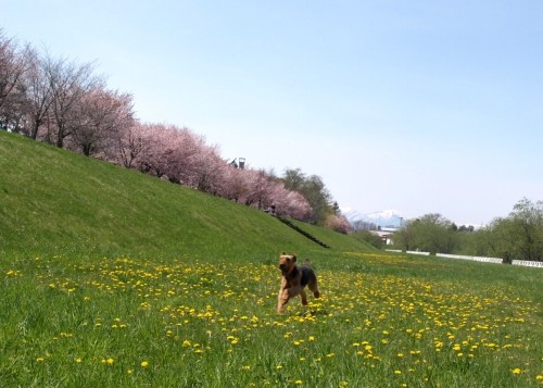 サクラ咲く河川敷でボール遊びをするどら犬エル