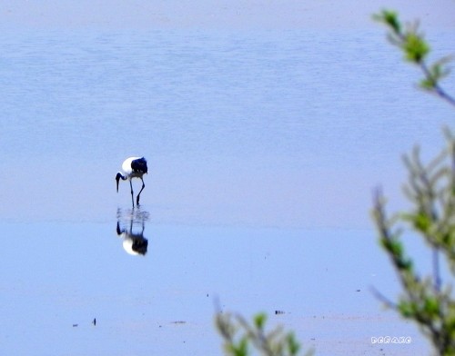 湧洞沼の丹頂鶴、釣れていた魚は?