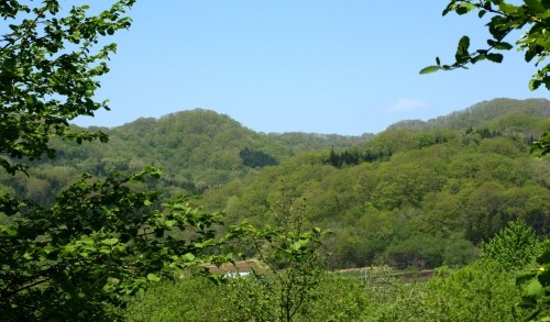 新緑の山で咲く可憐な野草